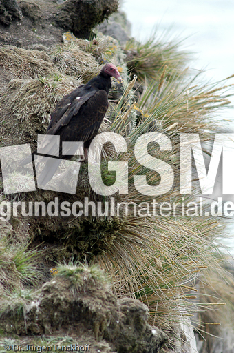 Truthahngeier (4 von 14).jpg